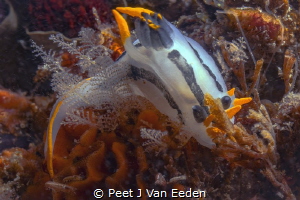 The Crowned Nudibranch occurs on both sides of the Cape p... by Peet J Van Eeden 